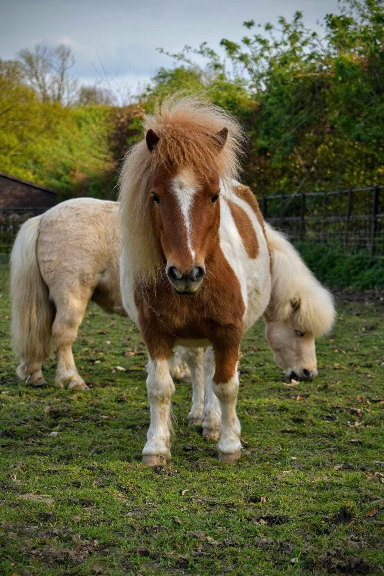 Shetland Pony staring straight into the camera, pony is tan and white, a second white shetland pony is in the background.